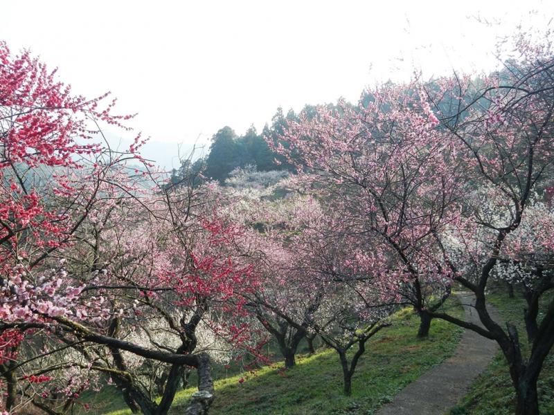 3角落梅林公園 Hama導航器濱田市觀光協會官方網站