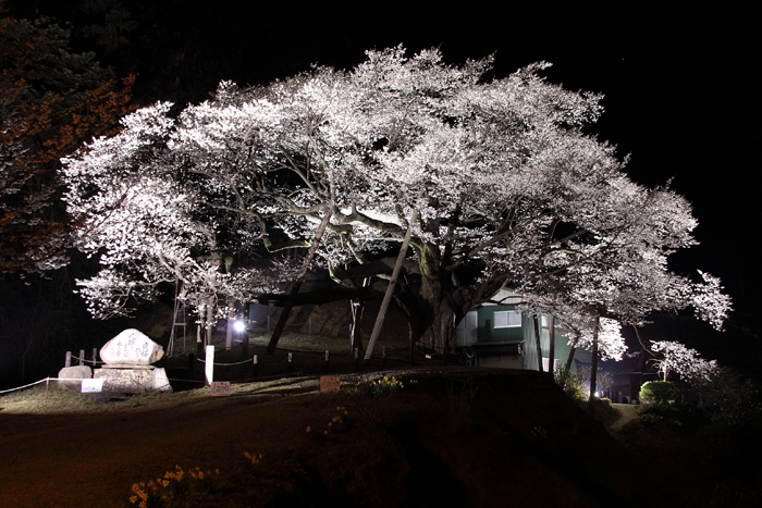 三隅大平桜 国指定天然記念物 はまナビ 浜田市観光協会公式サイト