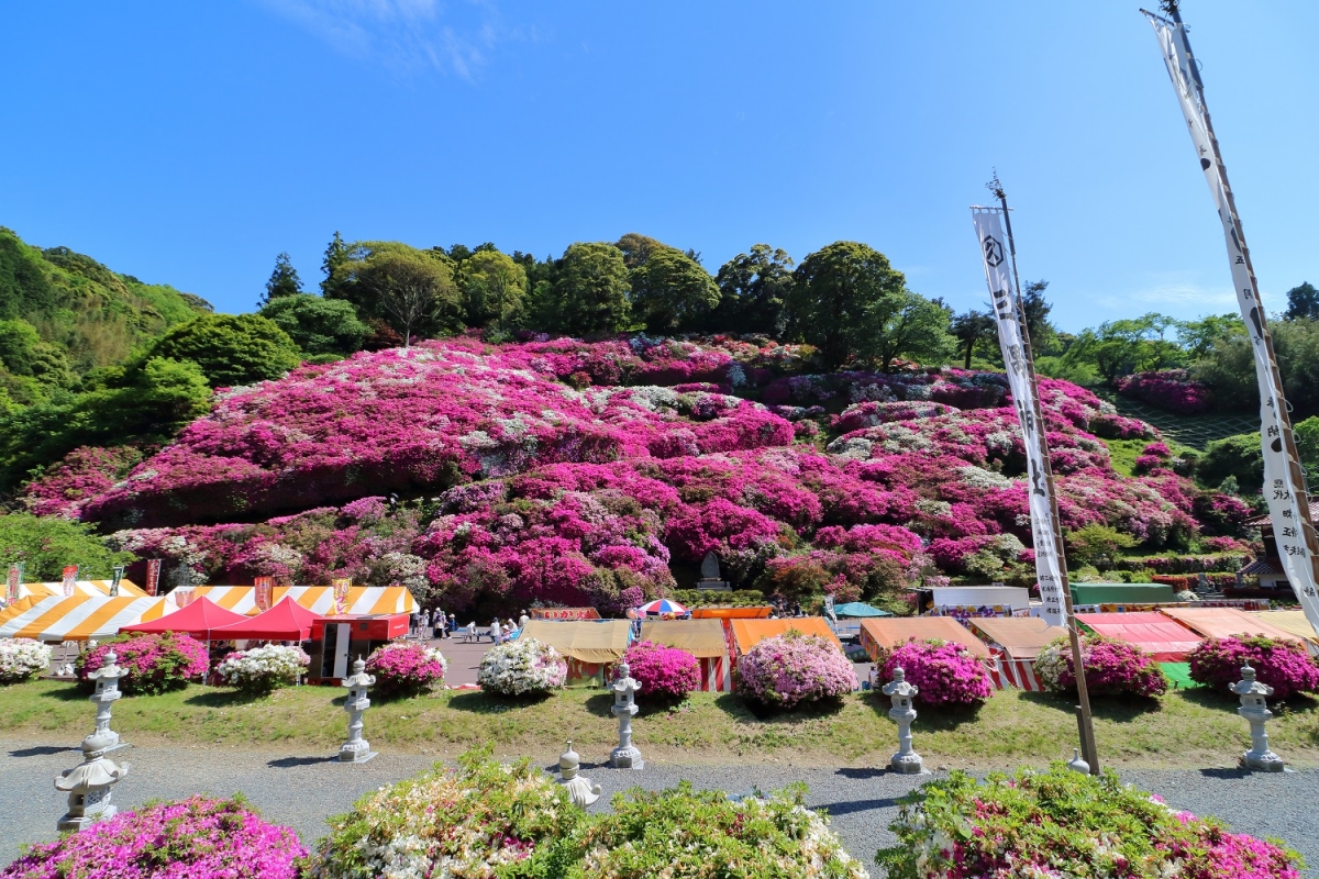 三隅つつじ祭り はまナビ 浜田市観光協会公式サイト